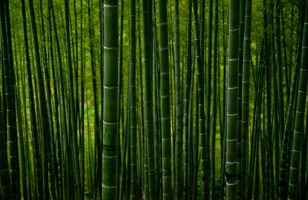 A beautiful green feeling